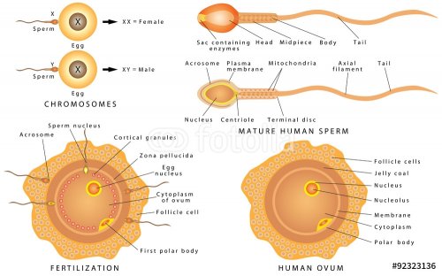Conception ovum and sperm - 901145885