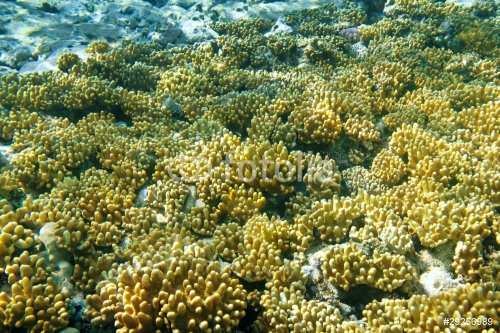 Coral reef - 900636303