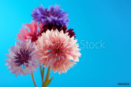 cornflower flower - 900739625