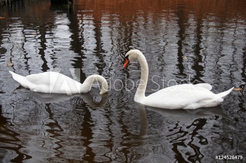 Couple of white swans swim in an autumn pond - 901148364