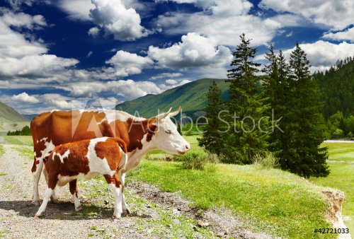 Cow and calf - 900458484