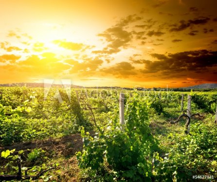 Crimean vineyard - 901139311
