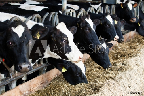 Dairy cows in a farm.