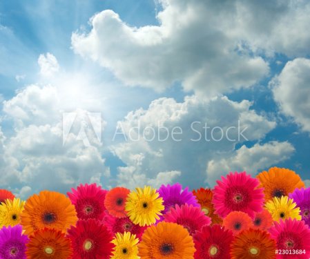Daisy flowers on blue sky background - 900673684