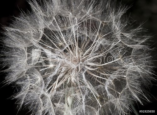 Dandelion closeup on black background - 901145471