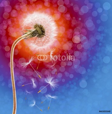 Dandelion on the long stem at sunset - 901140998