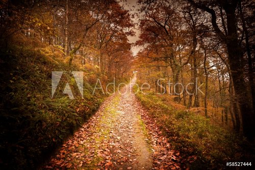 Dark Autumn Forest Pathway - 901141464