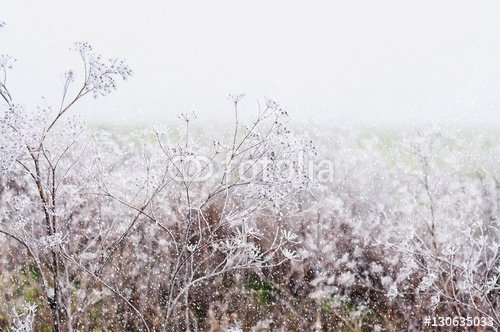 delicate openwork flowers in the frost and falling snow.  Beautiful winter mo... - 901151141