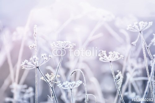 delicate openwork flowers in the frost. Gently  lilac frosty natural winter background. Beautiful winter morning in the fresh air. Soft focus.
