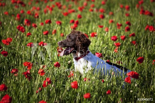 dog and poppy field - 900370552