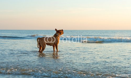 Dog barking at the waves