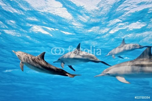 Dolphins in the sea