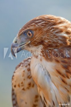 Eagle of red tail (Buteo jamaicensis)