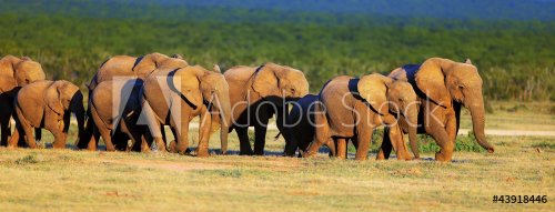 Elephant herd on open green plains