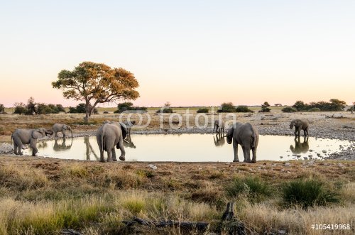 Elephants drinking at a waterhole in Etosha - 901147539