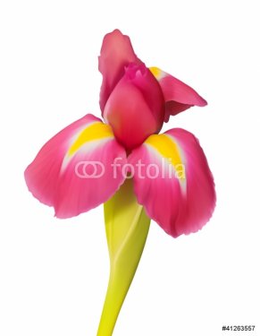 exotic tropical flower vector art - 900622676