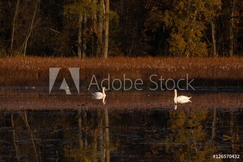 Fall morning at a pond with birds - 901148361
