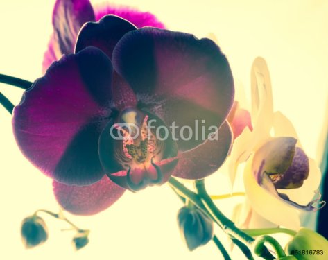 Fantastic deep purple of flowers orchid, phalaenosis closeup - 901142870