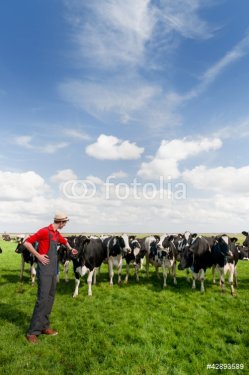 farmer in field with cows - 900458481