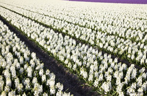 Field of hyacinths - 901137843