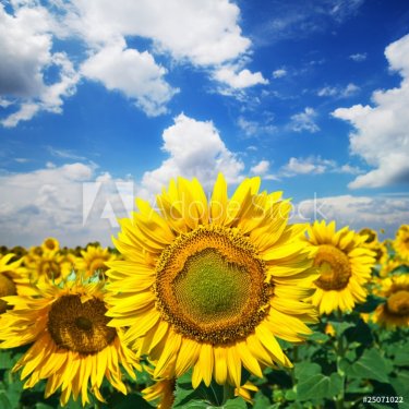 Field of sunflower - 900636364