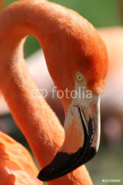 Flamingo - 900629260