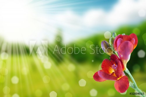 flower and nature spring bokeh background