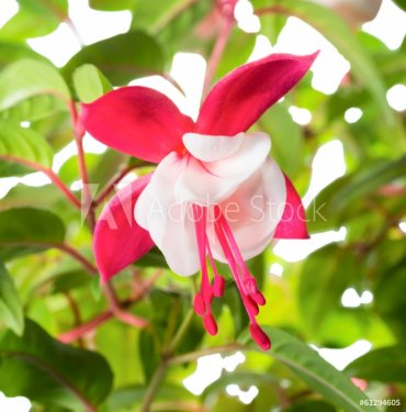 flowers of a fuchsia  on green background, `Snow Cap` - 901142879