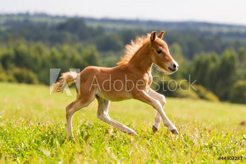 foal mini horse Falabella - 901142794