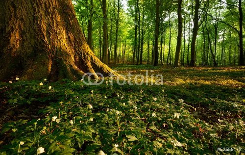 forest - 901141848