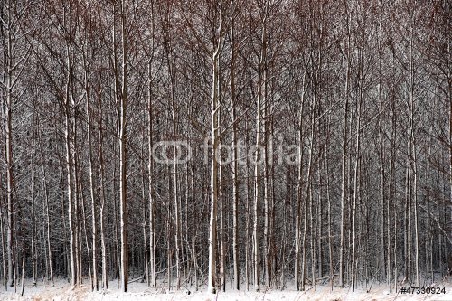 Forest in snow - 901138182