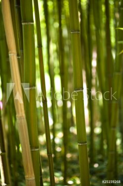 Forêt de bambous, asie et tropiques - 900439797