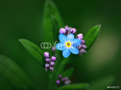 forget-me-not - 901138235