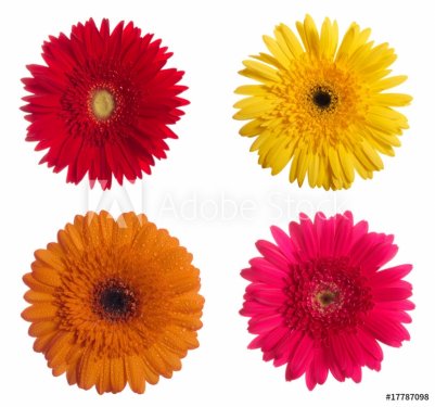 Four daisy-gerbera flowers isolated on white background