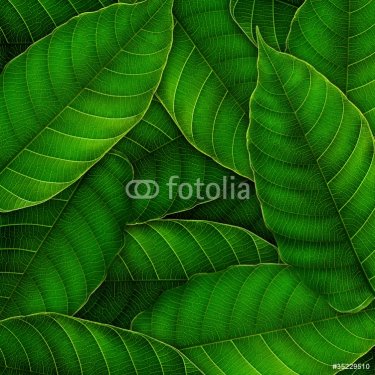 fresh Green leaves background - 900498435