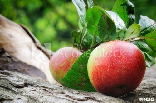 Fresh organic apples - 901140065