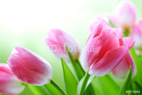 fresh tulips - 900723673