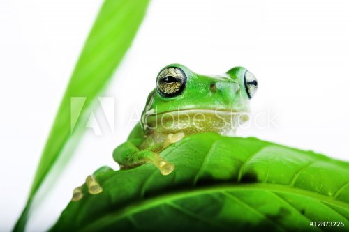 Frog peeking out from behind the leaves - 901139286