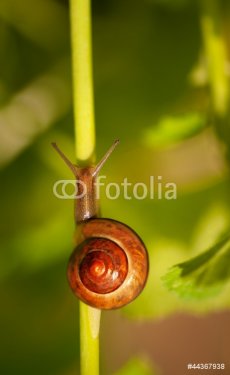 garden snail - 901138193
