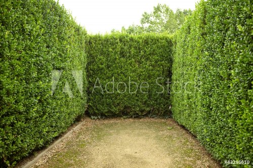 geometric pattern of green hedge flowerbed - 901139605