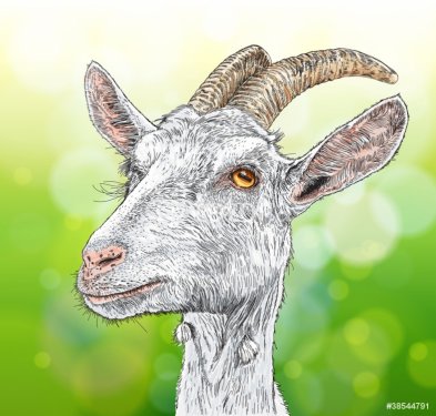 goat - a portrait - a vector drawing - 900454456