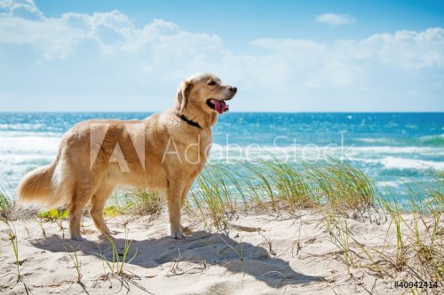 Golden retriever on a sandy dune overlooking beach - 901141102