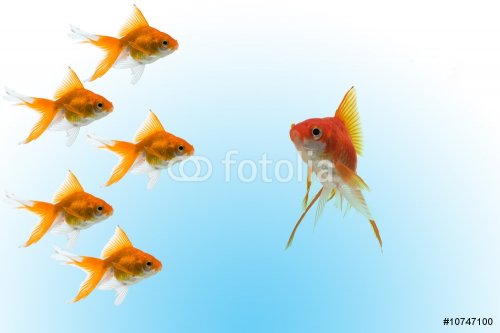 goldfishes with leader - 900739530