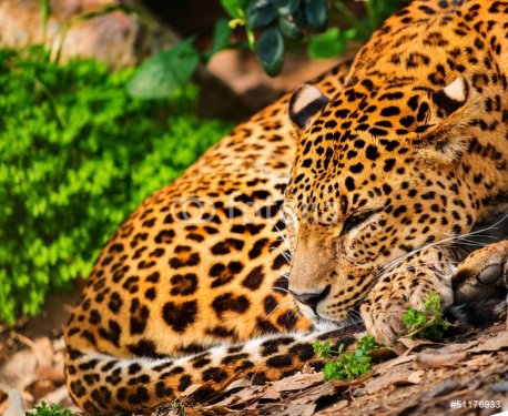 Gorgeous leopardess in natural habitat - 901138473