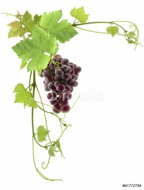 grappe de raisin et feuilles de vigne