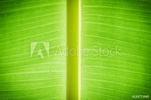 Green banana leaf background. - 901148910
