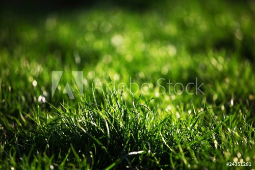 green grass - 900287934