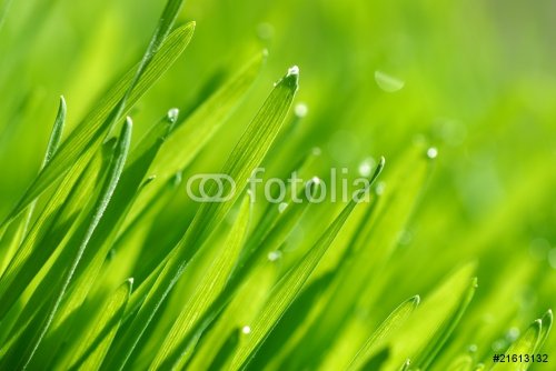 green grass - 901138101