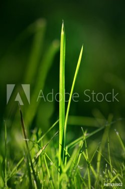 green grass in sunshine
