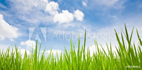 Green grass with blue sky background - 900029947
